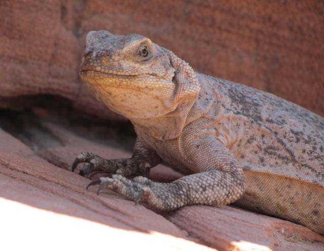 Chuckwalla